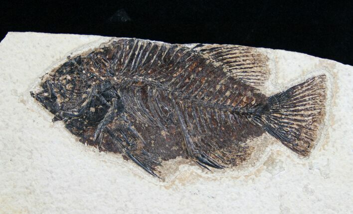 Bargain Priscacara Fossil Fish - #6034